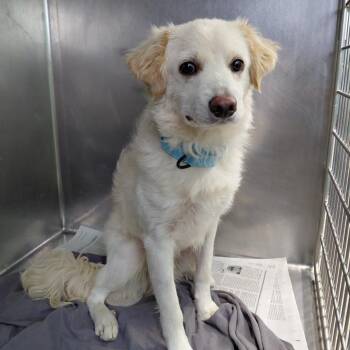 Tomatoa -  Terrier and Mixed Breed Dog for Adoption in Philadelphia, Pennsylvania - Tomatoa | PetCurious
