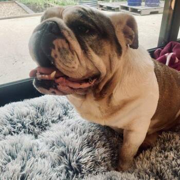 Daisy May -  English Bulldog Dog for Adoption in Austin, Texas - Daisy May | PetCurious
