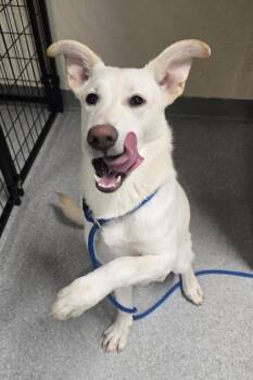 Peony -  Shepherd and Mixed Breed Dog for Adoption in Roseville, California - Peony | PetCurious