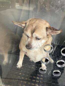 Mixed Breed Dogs Available for Adoption in Dallas, Texas - JUNIOR | PetCurious