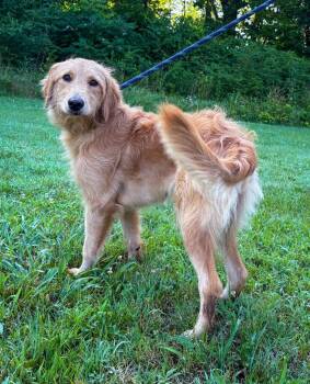 Elly -  Golden Retriever and Mixed Breed Dog for Adoption in Murray, Kentucky - Elly | PetCurious