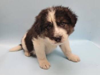George -  German Shepherd Dog and Mixed Breed Dog for Adoption in Minneapolis, Minnesota - George | PetCurious