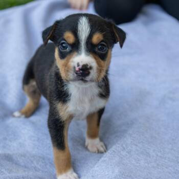 Oakley -  Jack Russell Terrier Dog for Adoption in Wilmington, Illinois - Oakley | PetCurious
