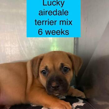Lucky -  Airedale Terrier Dog for Adoption in Tampa, Florida - Lucky | PetCurious