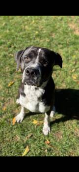 Luka -  Cane Corso Dog for Adoption in Woodstock, Ontario - Luka | PetCurious