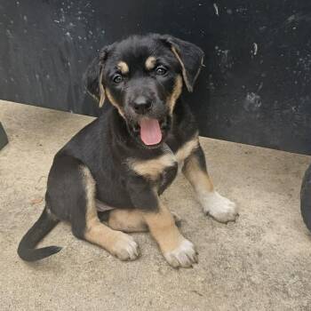 Shepherd Dogs Available for Adoption in Seguin, Texas - Grace | PetCurious