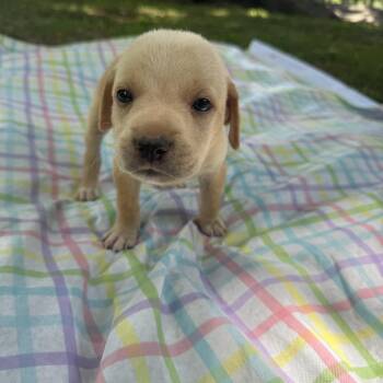 Stella -  Chiweenie Dog for Adoption - Stella | PetCurious