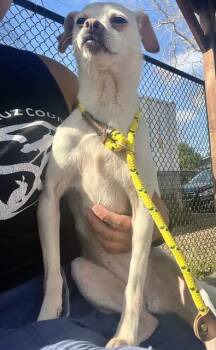 Chihuahua Dogs Available for Adoption - DAISY | PetCurious