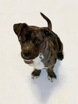 Catahoula Leopard Dog and Pit Bull Terrier Dogs Available for Adoption - Scooter | PetCurious