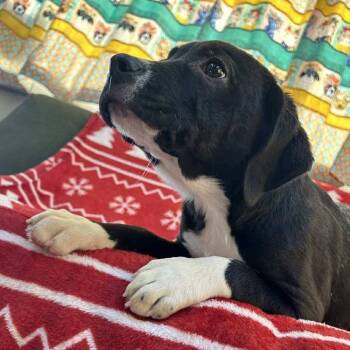 Mixed Breed Dogs Available for Adoption - Cupcake | PetCurious