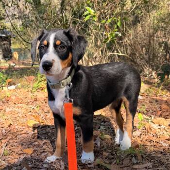 Mixed Breed Dogs Available for Adoption - Hawk | PetCurious