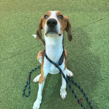 Theo -  Hound and Beagle Dog for Adoption in Greensboro, North Carolina - Theo | PetCurious