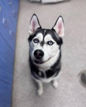 Zola (AKA Zelda) -  Husky Dog for Adoption in Disputanta, Virginia - Zola (AKA Zelda) | PetCurious