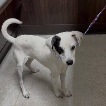 Jack Russell Terrier Dogs Available for Adoption in Las Vegas, Nevada - Phantom | PetCurious