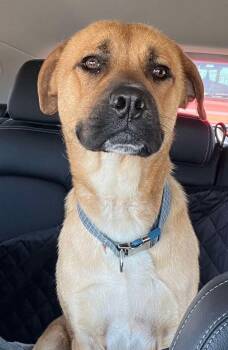 Rescue Mastiff and Black Mouth Cur Dogs for Adoption in Shawnee, Oklahoma - Tyson | PetCurious