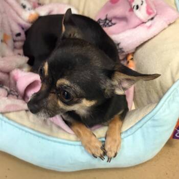 Bitty Boo -  Chihuahua Dog for Adoption in Springboro, Ohio - Bitty Boo | PetCurious