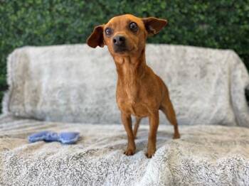 Chihuahua Dogs Available for Adoption - POOKIE | PetCurious