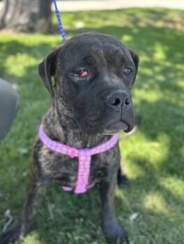 Lucy -  Cane Corso Dog Available for Adoption in Victorville, California - Lucy | PetCurious