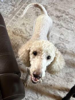 Dahly -  Poodle Dog for Adoption in Silver Spring, Maryland - Dahly | PetCurious