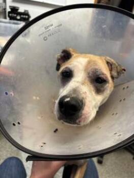 Worm -  Whippet and Mixed Breed Dog for Adoption in Bellevue, Washington - Worm | PetCurious