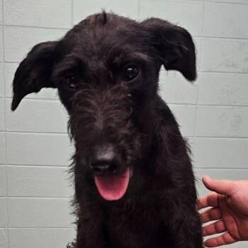 Lab -  Mixed Breed Dog for Adoption in Buffalo, Minnesota - Lab | PetCurious
