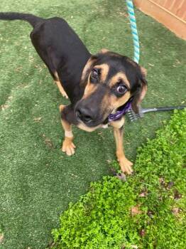 Doberman Pinscher Dogs Available for Adoption in Richmond, Virginia - Cisco | PetCurious