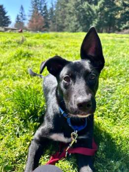 Siberian Husky and Pit Bull Terrier Dogs Available for Adoption in Vancouver, Washington - Tyco | PetCurious