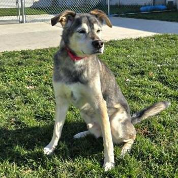 Jett -  Husky and Shepherd Dog for Adoption in Watertown, Wisconsin - Jett | PetCurious