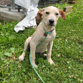 Pear -  Labrador Retriever and Mixed Breed Dog for Adoption - Pear | PetCurious