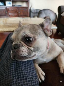 French Bulldog Dogs Available for Adoption - MELODY The Merle Frenchie  | PetCurious