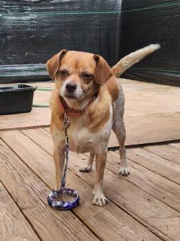 JILLIE -  Beagle and Chihuahua Dog for Adoption in Troutman, North Carolina - JILLIE | PetCurious