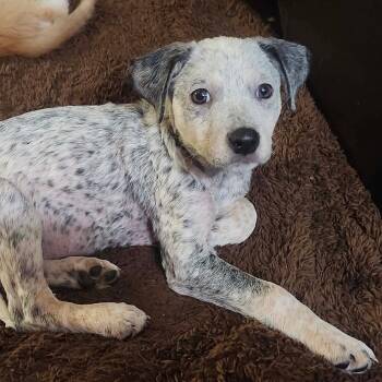 Tater -  Australian Cattle Dog Blue Heeler and Mixed Breed Dog for Adoption in Dysart, Iowa - Tater | PetCurious