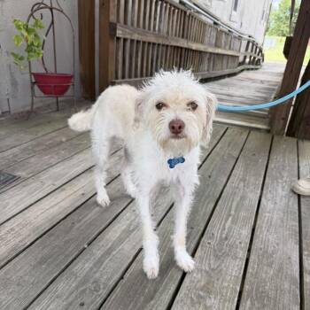 White Boy Carl -  Terrier Dog for Adoption in Carencro, Louisiana - White Boy Carl | PetCurious