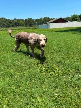 Cocoa -  Australian Shepherd and Standard Poodle Dog for Adoption in Paducah, Kentucky - Cocoa | PetCurious