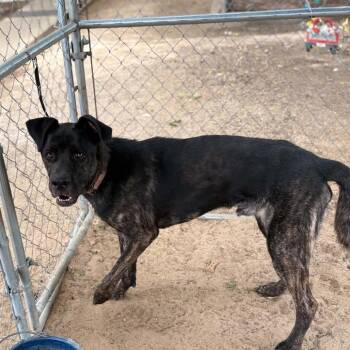 Dexter -  Mastiff and Mixed Breed Dog for Adoption in Stephenville, Texas - Dexter | PetCurious