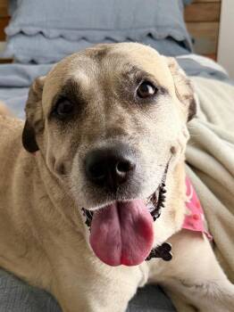 Amor -  Mixed Breed and Anatolian Shepherd Dog for Adoption in Austin, Texas - Amor | PetCurious