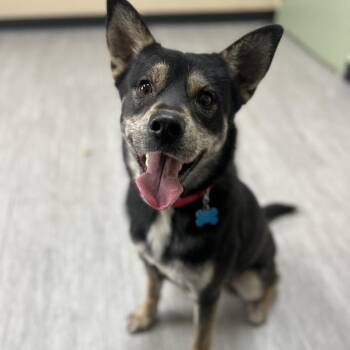 Mixed Breed Dogs Available for Adoption - Chase | PetCurious