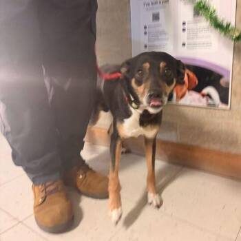 Mixed Breed Dogs Available for Adoption - Bowling For Soup | PetCurious