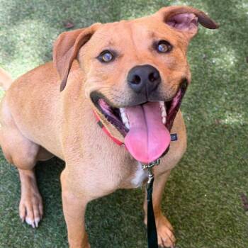 Major -  Mixed Breed Dog for Adoption in Asheville, North Carolina - Major | PetCurious