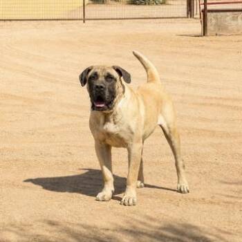 Mastiff Dogs Available for Adoption in Gilbert, Arizona - Tank | PetCurious