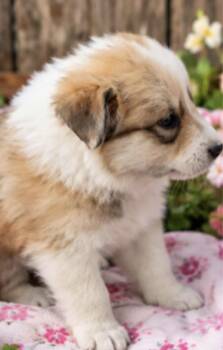 Kringle -  Collie and Australian Shepherd Dog for Adoption in Batesville, Arkansas - Kringle | PetCurious