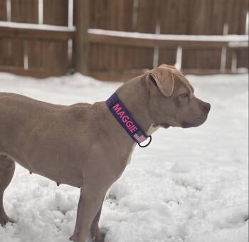 Rescue Pit Bull Terrier Dogs for Adoption in Roswell, Georgia - Maggie | PetCurious