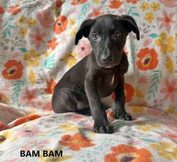 Bam Bam -  German Shepherd Dog Dog for Adoption in Washington, Georgia - Bam Bam | PetCurious