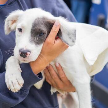 Patches -  Australian Shepherd and Mixed Breed Dog for Adoption - Patches | PetCurious
