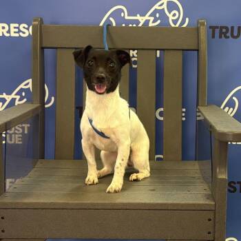 REBA -  Terrier and Mixed Breed Dog for Adoption in Waterford, New Jersey - REBA | PetCurious