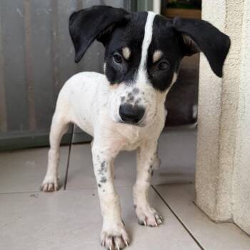 Under The Sea Litter: Octopus -  Australian Cattle Dog Blue Heeler and Border Collie Dog for Adoption in Keaau, Hawaii - Under The Sea Litter: Octopus | PetCurious