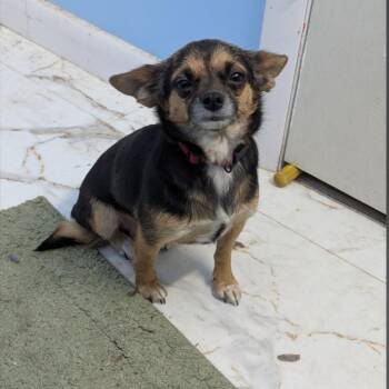 Chihuahua Dogs Available for Adoption - Ranita | PetCurious