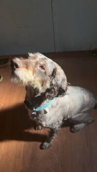 Boomer Doodle -  Aussiedoodle Dog for Adoption in Gillsville, Georgia - Boomer Doodle | PetCurious