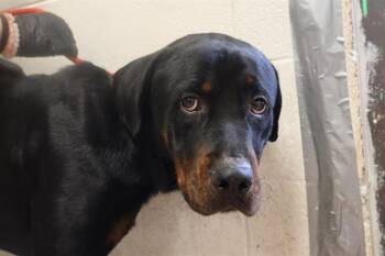 Mixed Breed Dogs Available for Adoption in Columbia, South Carolina - SEDGE | PetCurious