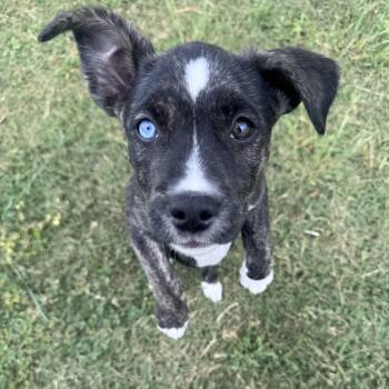 Australian Shepherd and Husky Dogs Available for Adoption in Los Angeles, California - Saki | PetCurious